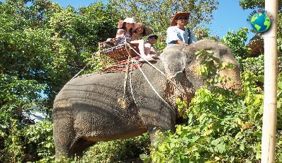 Elephant Trekking 30 Mins