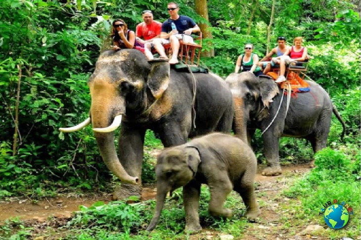 Elephant Trekking 30 Mins