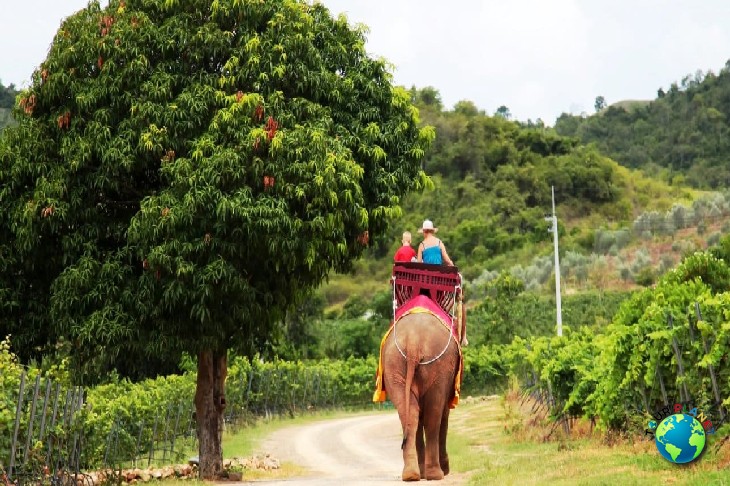 Elephant Trekking 30 Mins