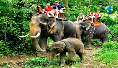 Elephant Trekking 60 Mins