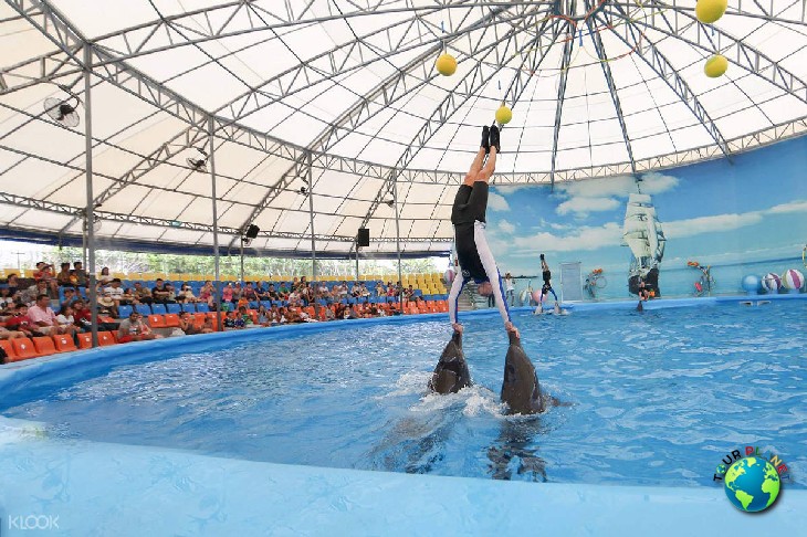 Dolphins Show : VIP Seats