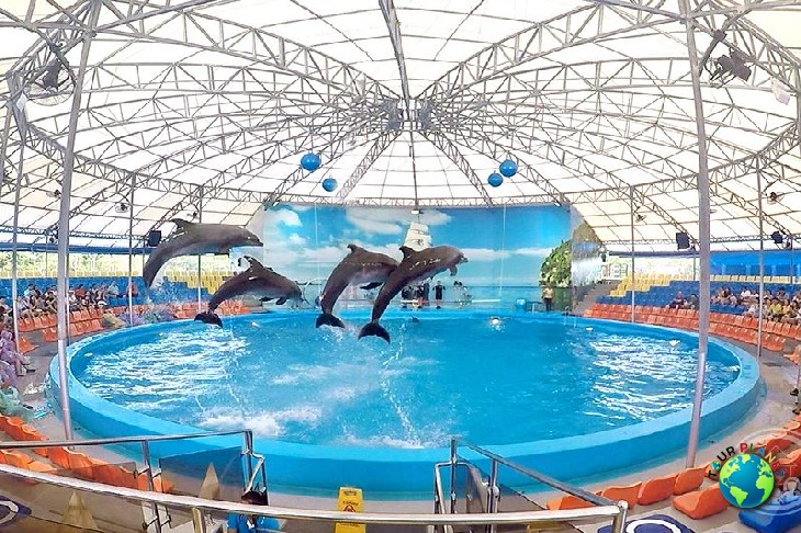 Dolphins Show : VIP Seats