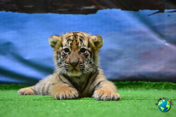 Tiger Kingdom Phuket : Newborn Tiger 