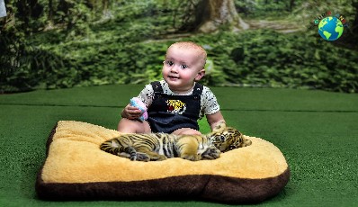 Tiger Kingdom Phuket : Newborn Tiger 