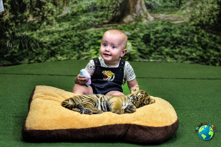 Tiger Kingdom Phuket : Newborn Tiger 