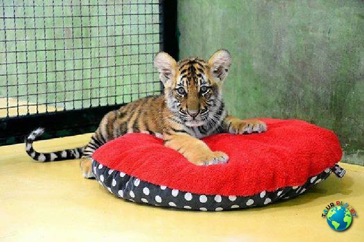 Tiger Kingdom Phuket : Newborn Tiger 