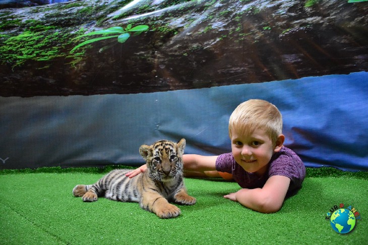 Tiger Kingdom Phuket : Newborn Tiger 