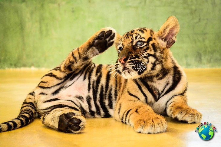 Tiger Kingdom Phuket : Smallest Tiger