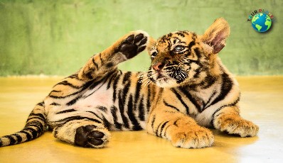 Tiger Kingdom Phuket : Smallest Tiger