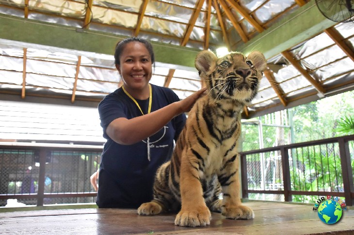 Tiger Kingdom Phuket : Smallest Tiger