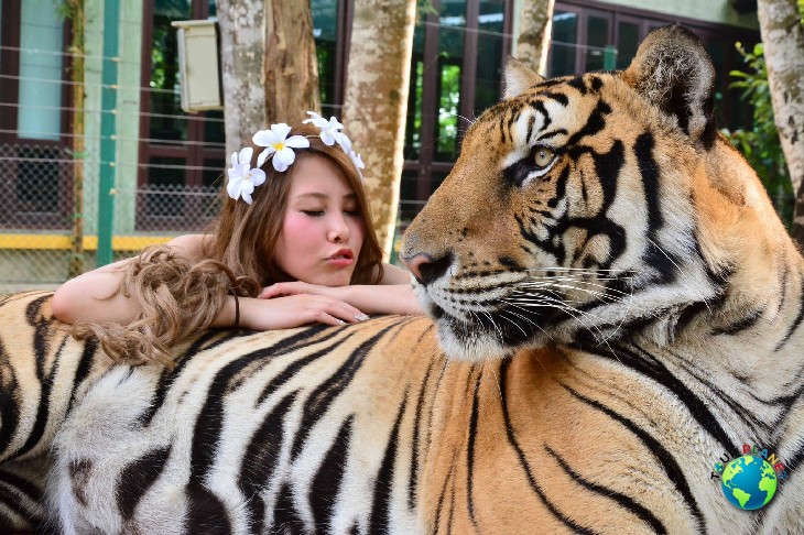 Tiger Kingdom Phuket : Big Tiger