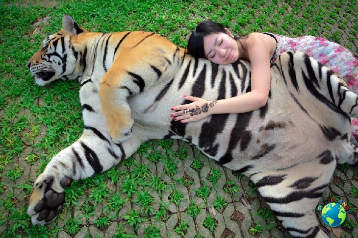 Tiger Kingdom Phuket : Big Tiger