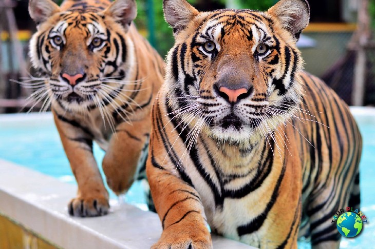 Tiger Kingdom Phuket : Big Tiger