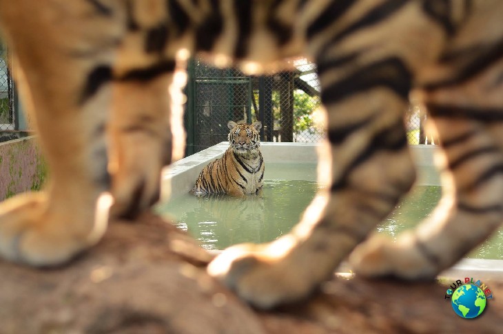 Tiger Kingdom Phuket : Big Tiger