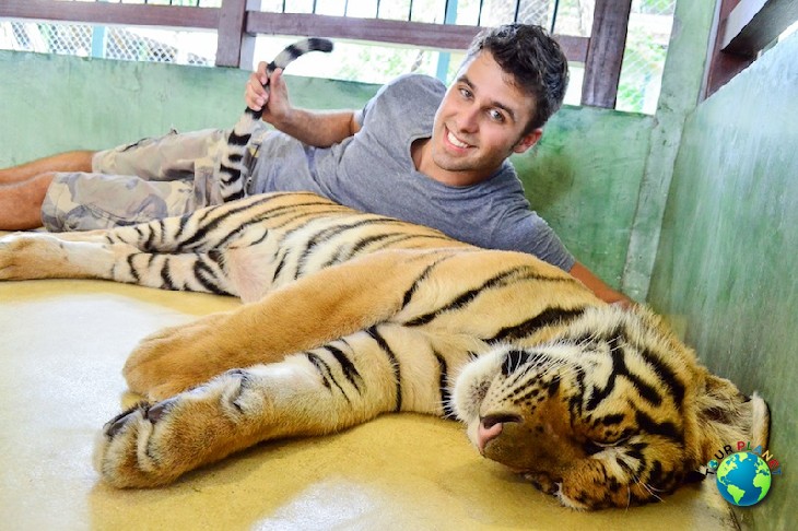 Tiger Kingdom Phuket : Small Tiger