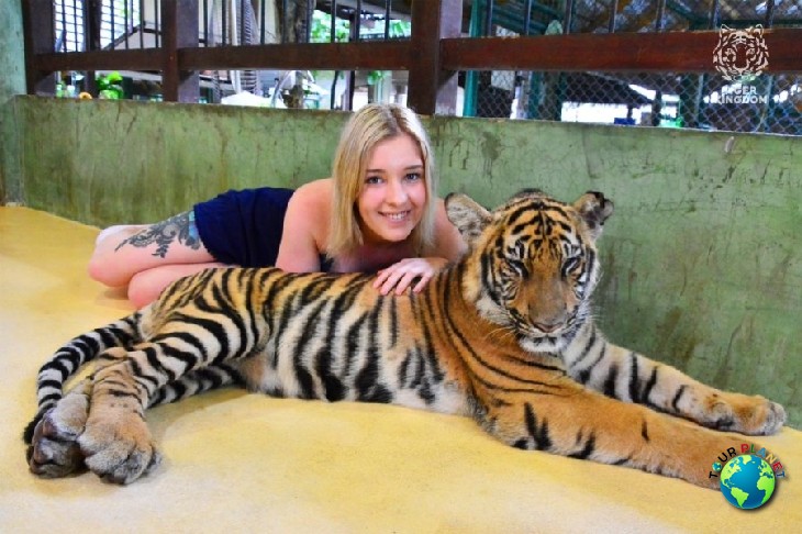 Tiger Kingdom Phuket : Small Tiger