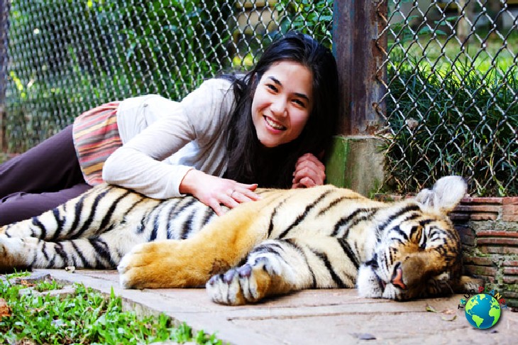 Tiger Kingdom Phuket : Small Tiger