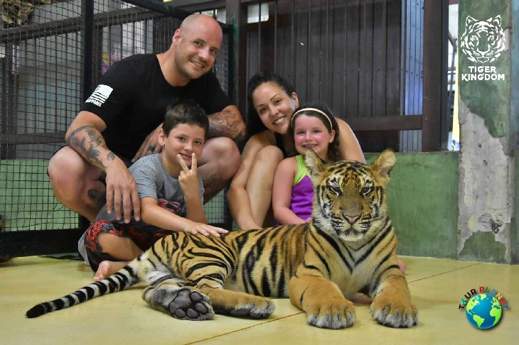 Tiger Kingdom Phuket : Small Tiger