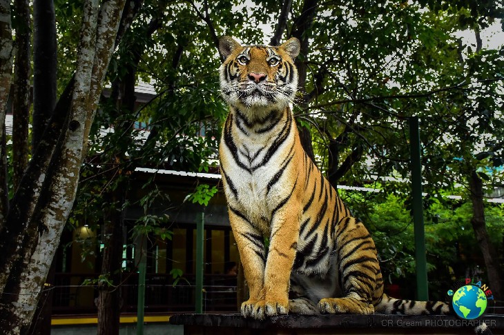 Tiger Kingdom Phuket : Medium Tiger