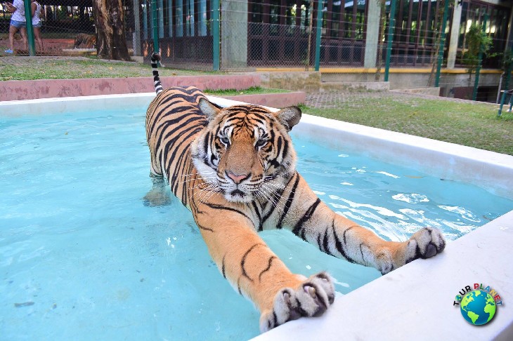 Tiger Kingdom Phuket : Medium Tiger