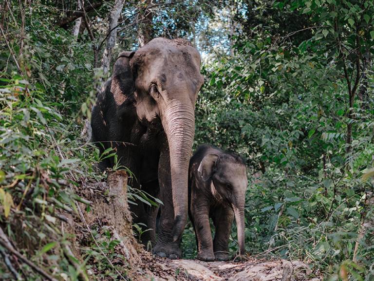 Elephant Half Day Morning/Afternoon