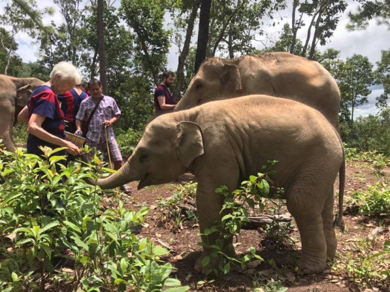 ELEPHANT FULL-DAY PUBLIC EXPERIENCE  By EFV (chiangmai )