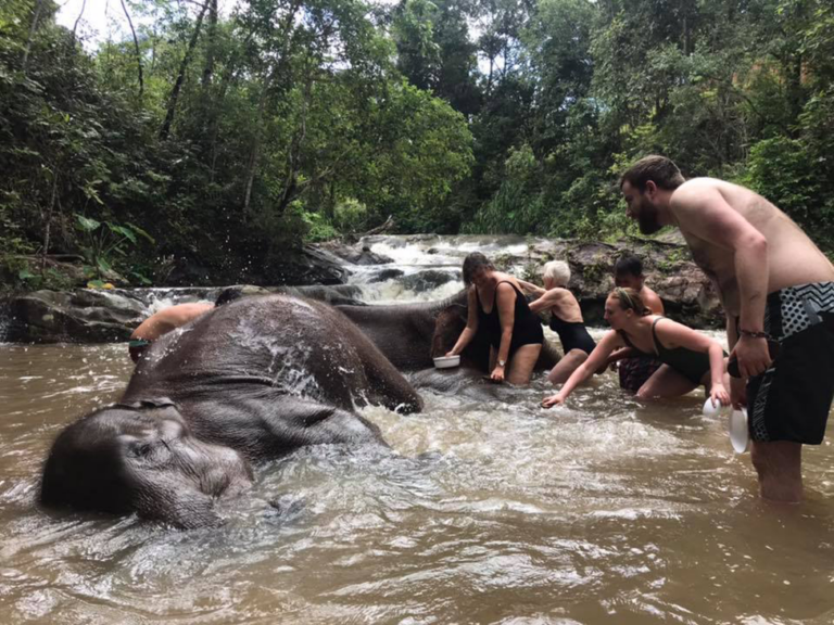 ELEPHANT FULL-DAY PUBLIC EXPERIENCE By EFV (CHAINGMAI )