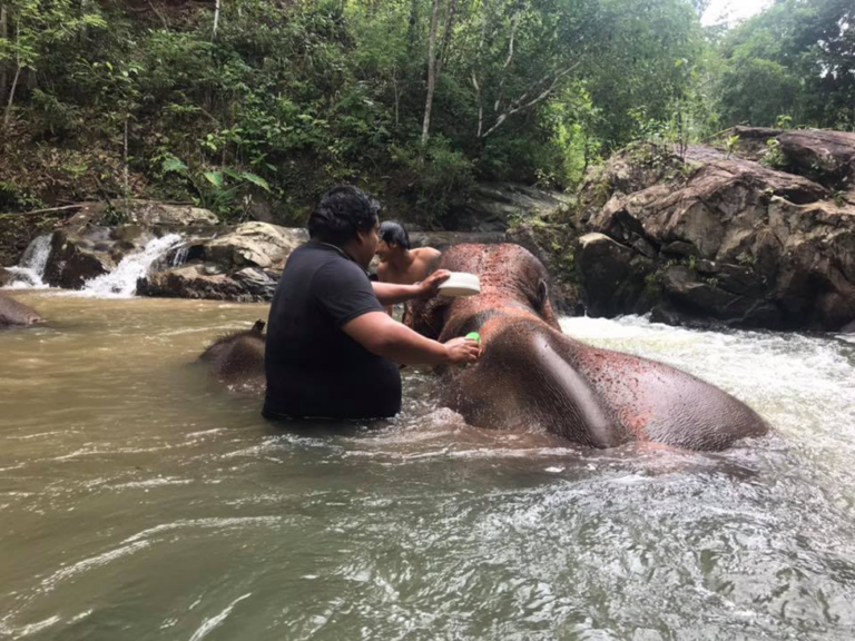 ELEPHANT FULL-DAY PRIVATE EXPERIENCE