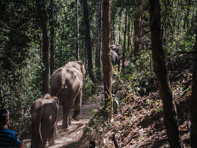 ELEPHANT OVERNIGHT STAY BY EFV (CHIANGMAI)