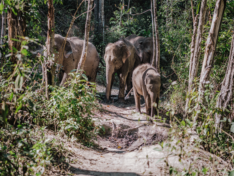 ELEPHANT OVERNIGHT STAY BY EFV (CHIANGMAI)